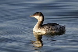 Slavonian grebe (Podiceps auritus), adult, in a white plumage, winter plumage, swimming in Lake