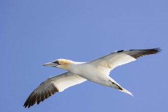 Northern gannet (Morus bassanus) in flight, Shetland Islands, Great Britain