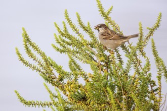 House sparrow (Passer domesticus) foraging, Faro, Algarve, Portugal, Europe