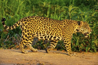 Jaguar (Panthera onca) Pantanal Brazil