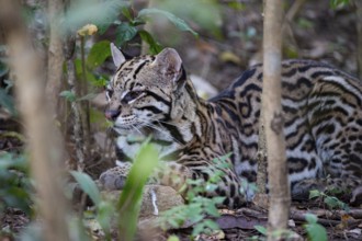 Ocelot (Felis pardalis) Pantanal Brazil