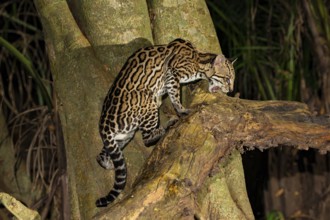 Ocelot (Felis pardalis) Pantanal Brazil