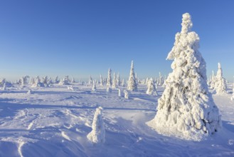 Tykky forest, snow covered spruce trees on the taiga in winter, Riisitunturi National Park in