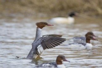 Goosander (Mergus merganser) wbl Germany