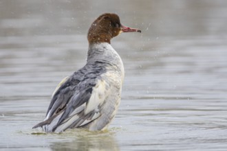 Goosander (Mergus merganser) wbl Germany