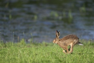 Running hare (Lepus europaeus) in a meadow, Lower Rhine, North Rhine-Westphalia, Germany, Europe