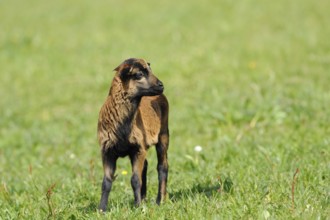 Cameroon sheep, domestic sheep (Ovis gmelini aries) lamb in a meadow, Bavaria