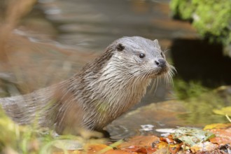 Close-up of a European otter (Lutra lutra) in autumn in the bavarian forest