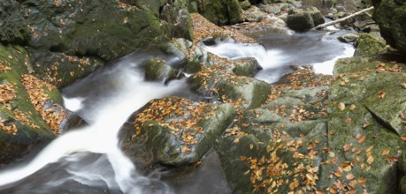Stream with running water flowing through a rocky landscape covered with autumn leaves, Bavarian