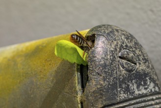 Close-up of a leafcutter bee (Megachile) crawling with a leaf into an old, rusty metal object,