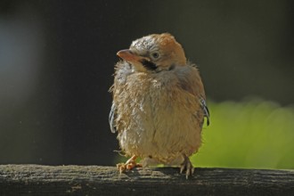 Eurasian jay (Garrulus glandarius), young bird
