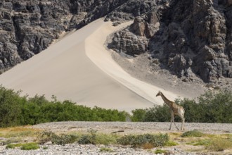 Angola giraffe (Giraffa camelopardalis angolensis) in front of a dune, Hoanib dry river, Kaokoveld,