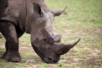 White rhino, white rhino (Ceratotherium simum), adult portrait feeding, Hluhluwe Umfolozi National