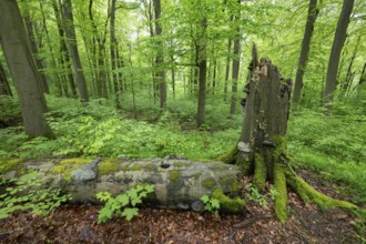 Near-natural deciduous forest, copper beech (Fagus sylvatica) deadwood overgrown with moss and