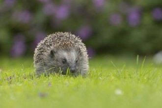European hedgehog (Erinaceus europaeus) adult animal on an urban garden grass lawn, England, United