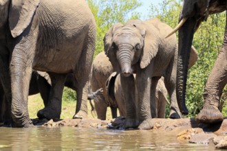 African elephant (Loxodonta africana), young animal, drinking, at the water, Kruger National Park,