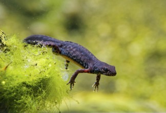 Alpine newt (Ichthyosaura alpestris), True salamander, tailed amphibian, captive, distribution in