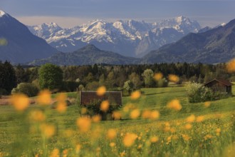 Colourful flower meadow in front of snowy mountains, spring, near Murnau, behind Wetterstein