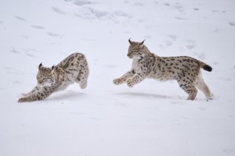 Eurasian lynx (Lynx lynx) playing in the snow in winter, running, Bavaria, Germany, Europe