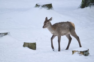 Red deer (Cervus elaphus) hind in a forest in winter, snow, Bavaria, Germany, Europe