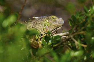 Common green iguana (Iguana iguana), on meadow, Pembroke Pines, Florida, USA, North America