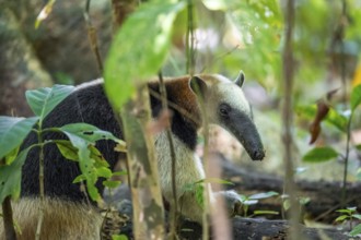 Northern tamandua (Tamandua mexicana), adult, foraging in the rainforest, view into the Makera,