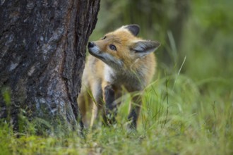 Red fox (Vulpes vulpes), a curious young fox sniffing a tree in a forest clearing, summer, Hesse,