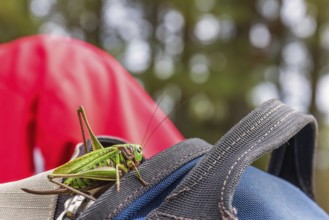 Green grasshopper sitting on a backpack