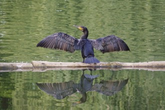 Great cormorant (Phalacrocorax carbo), June, Germany, Europe