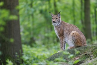 Lynx (Lynx lynx), Germany, Europe