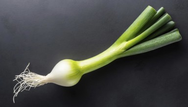Vegetable, spring onion or spring onion, also known as winter onion, Allium fistulosum