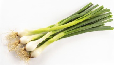 Vegetable, spring onion or spring onion, also known as winter onion, Allium fistulosum