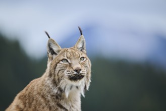 Eurasian lynx (Lynx lynx), portrait, Wildpark Aurach, Kitzbühl, Tirol, Austria, Europe