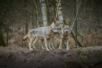 Three gray wolves (Canis Lupus), standing in the winter forest in front of birch trees and looking
