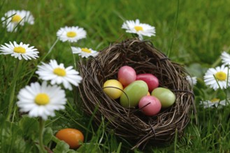 Sugar eggs in an Easter nest in the meadow with daisies