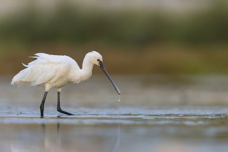 Spoonbill, (Platalea leucorodia), Floating Hide fixed, Tiszaalpár, Kiskunsági National Park,