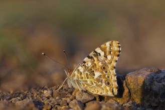 Thistle butterfly, (Vanessa cardu), Syn. Cynthia cardui, butterfly, Kaiserstuhl, Baden-Württemberg,