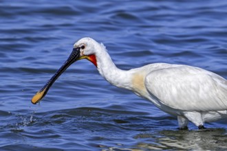 Eurasian spoonbill, common spoonbill (Platalea leucorodia) adult in breeding plumage foraging in