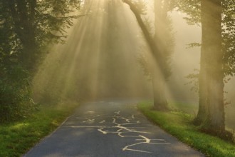 Enchanted forest road at sunrise, rays of light break through the trees in a misty atmosphere,