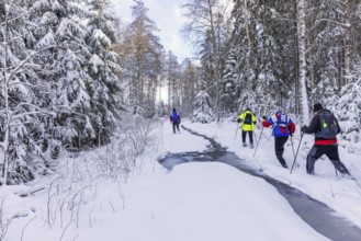 Group of people hiking in deep snow on a path by a frozen creek in a spruce forest. Sweden