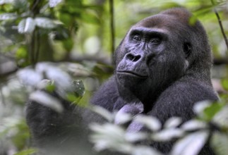 Western lowland gorilla (Gorilla gorilla gorilla), male, silverback, Baï-Hokou, Dzanga-Ndoki
