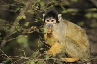 Black-capped squirrel monkey (Saimiri boliviensis), captive, occurring in South America