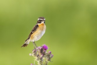 Whinchat (Saxicola rubetra), male standing on marsh thistle (Cirsium palustre), songbirds, animals,