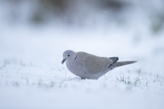 Eurasian collard dove Streptopelia decaocto adult bird feeding on a snow covered garden lawn in