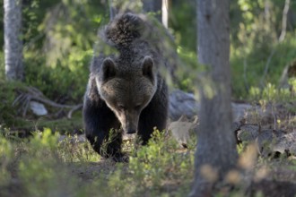 European brown bear, Karelia, Finland, Europe
