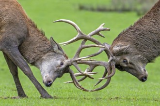 Close-up of two rutting red deer (Cervus elaphus) stags fighting by locking antlers during fierce