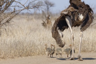 South African ostriches (Struthio camelus australis), group of several chicks, standing on the dirt