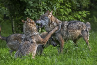 Two Eurasian wolves (Canis lupus lupus) in grey wolf pack play fighting in forest