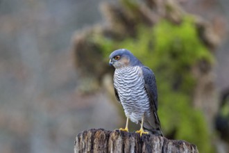 Sparrowhawk (Accipiter nisus) ml Germany
