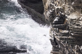 Black-legged kittiwake (Rissa tridactyla) landing on a cliff band with guillemots (Uria aalge) and